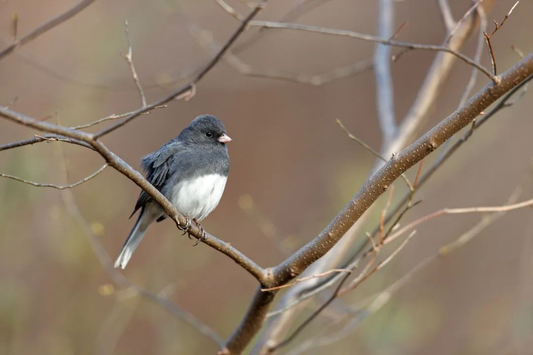 birdWatching