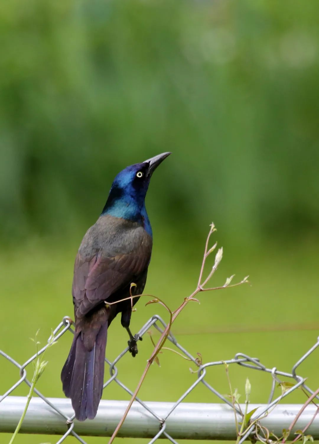birdWatching