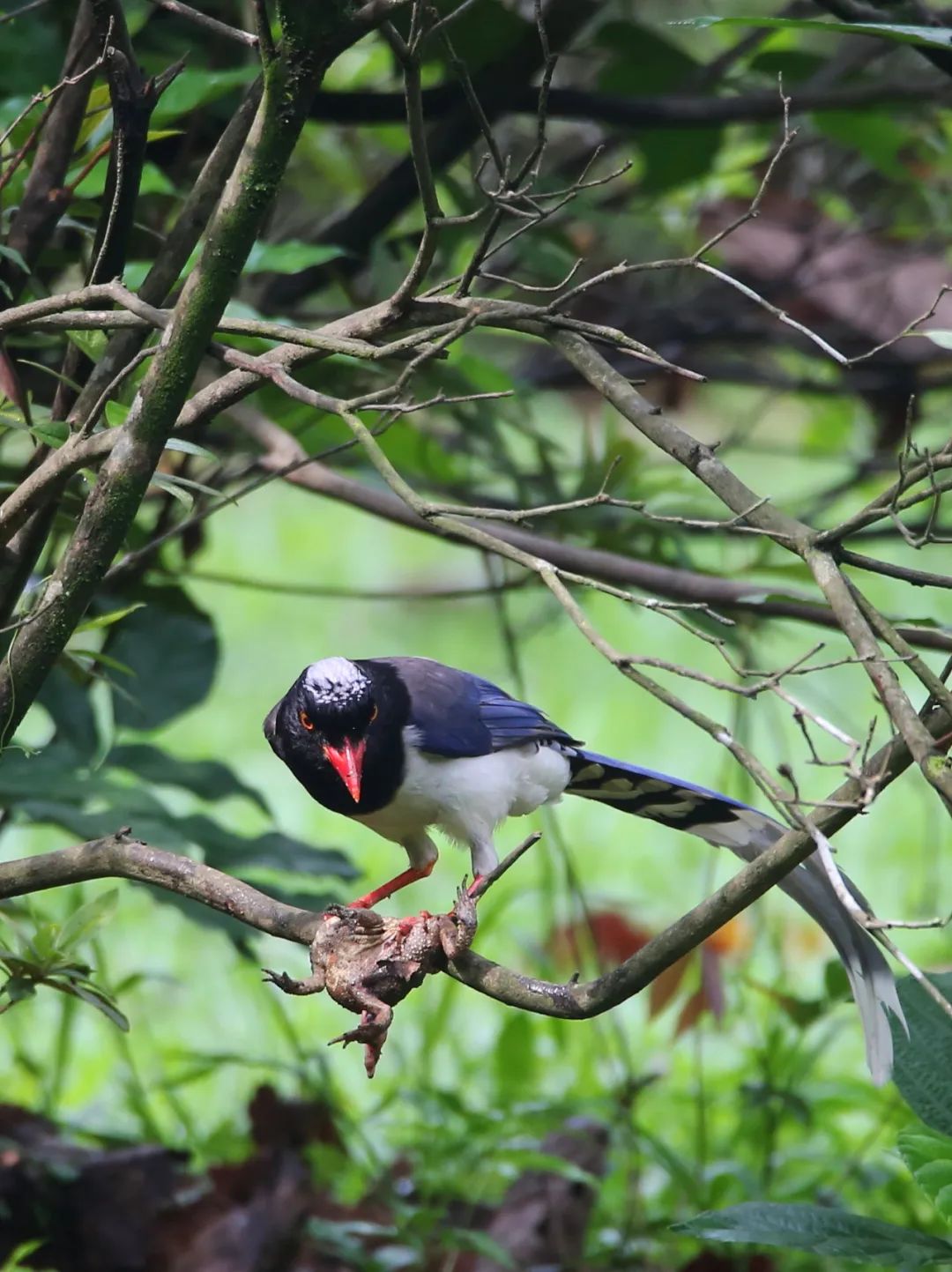 birdWatching