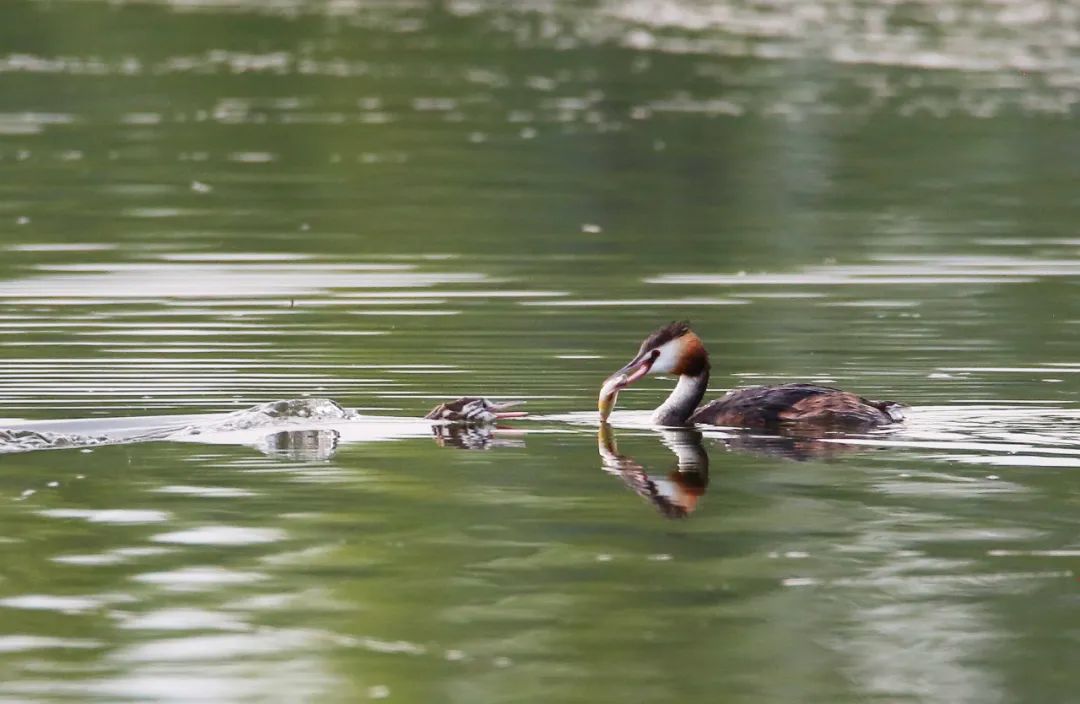 birdWatching