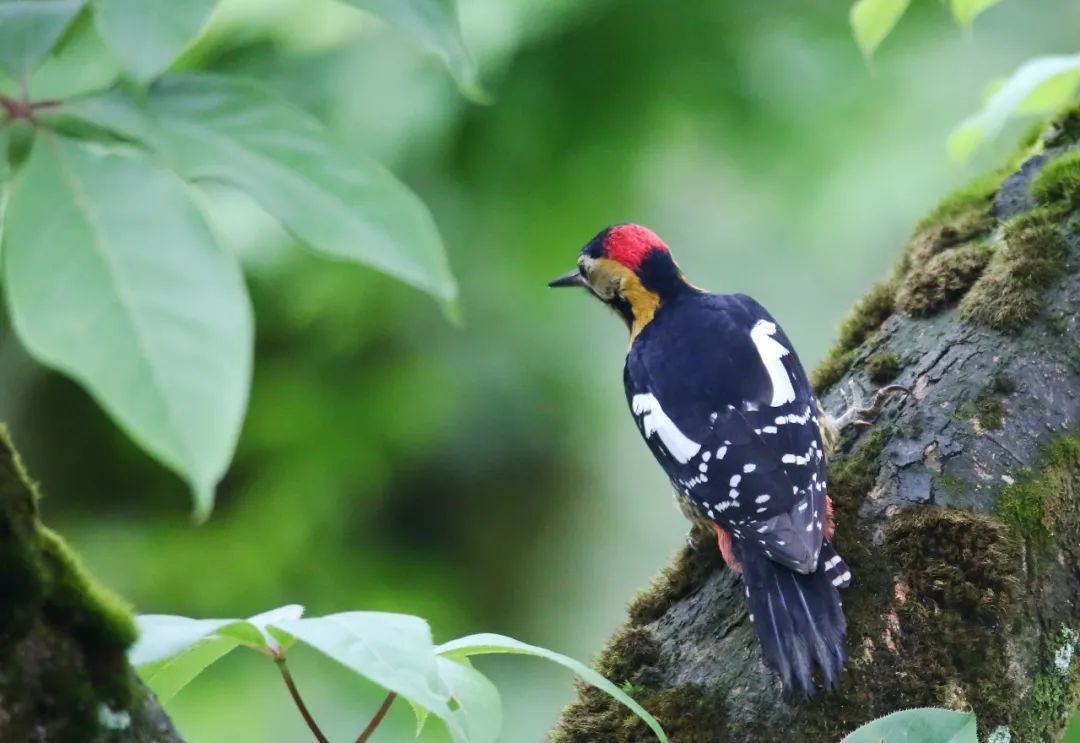 birdWatching