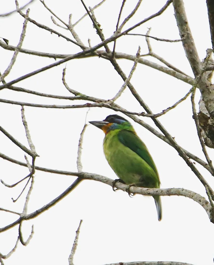birdWatching