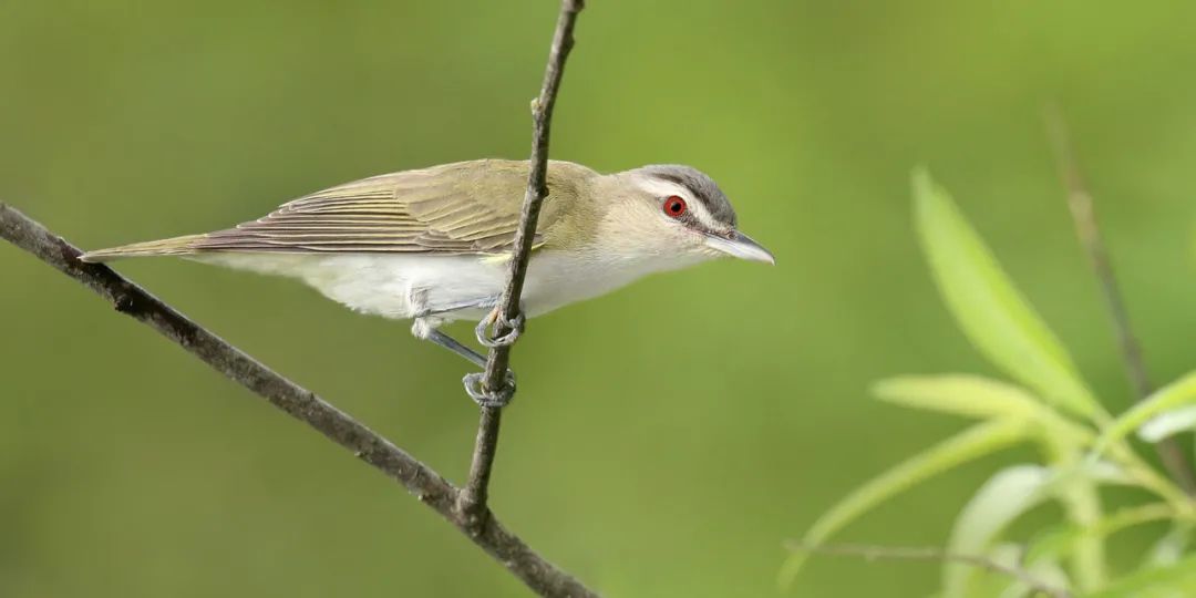 birdWatching
