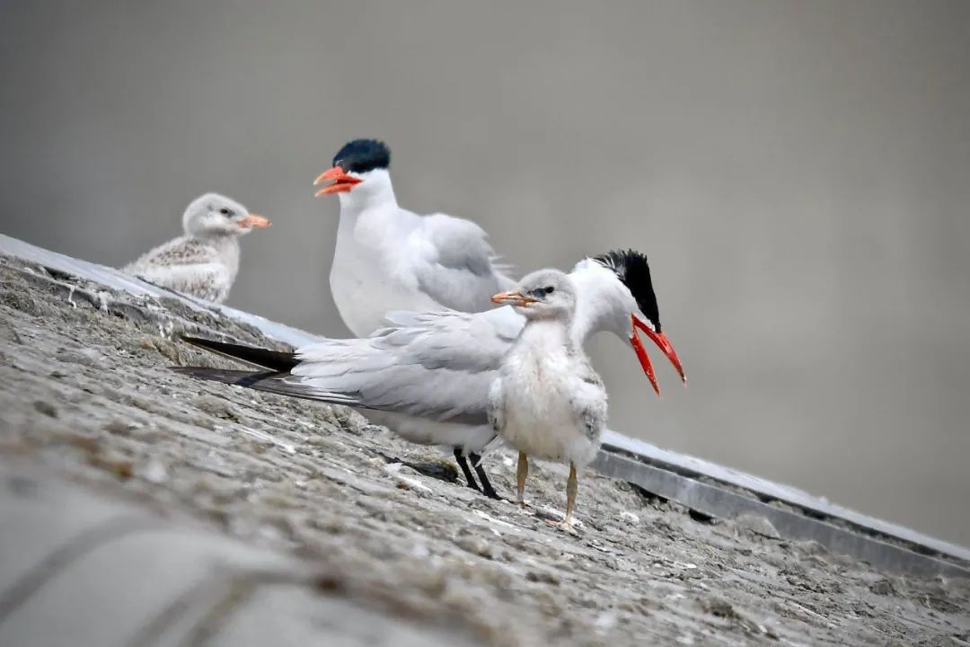 birdWatching