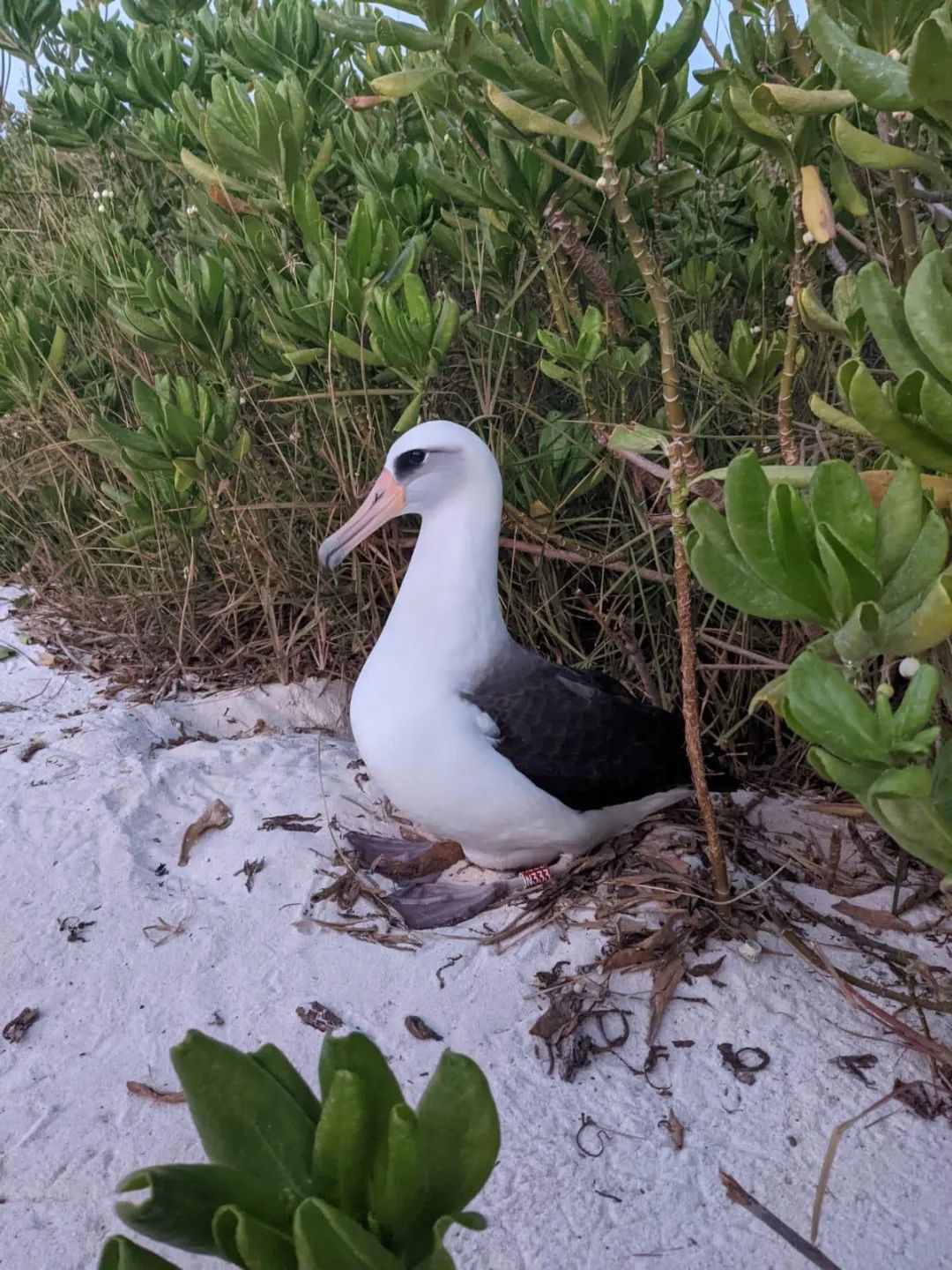birdWatching