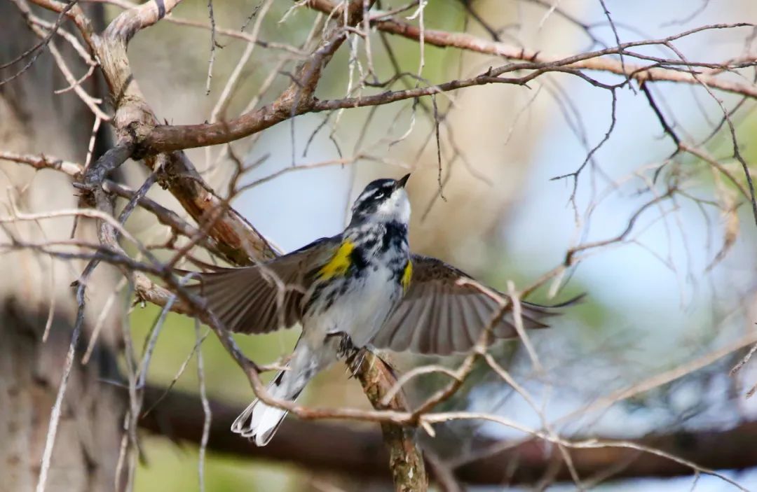birdWatching