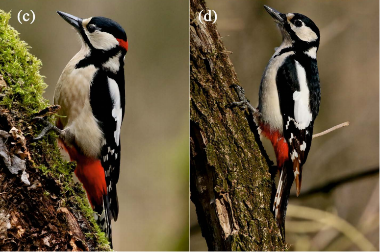 birdWatching