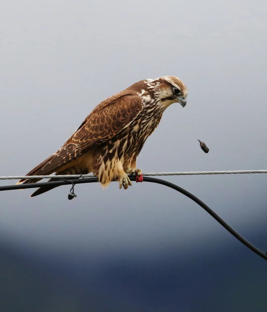 birdWatching