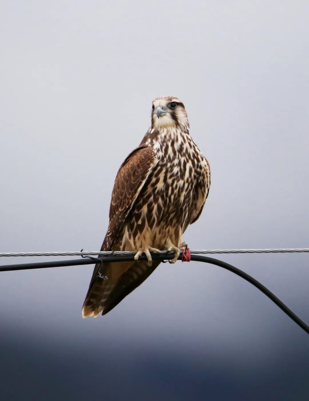birdWatching