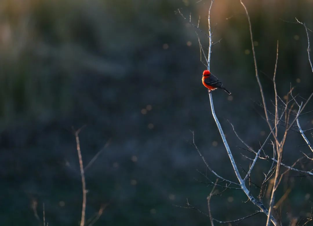 birdWatching