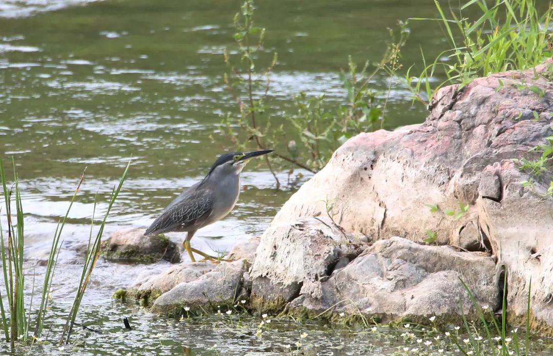 birdWatching