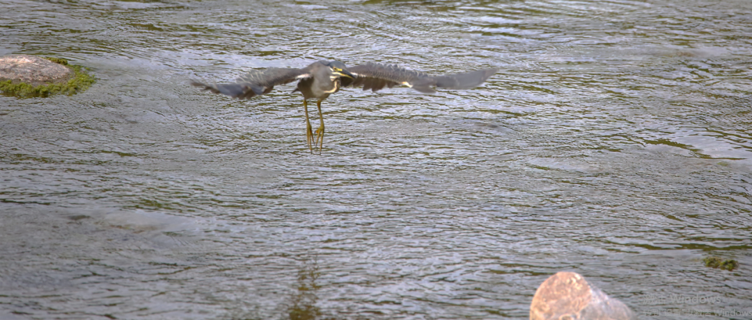 birdWatching