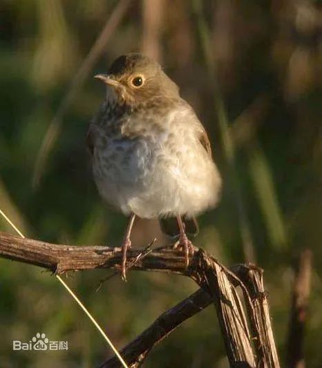 birdWatching