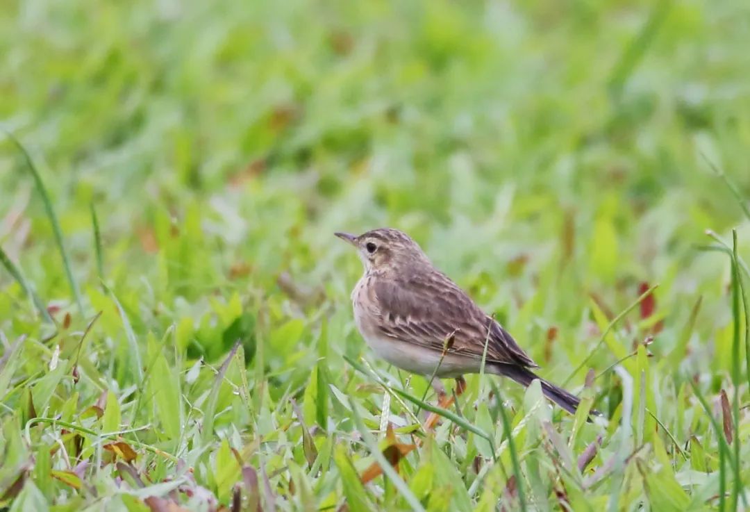 birdWatching