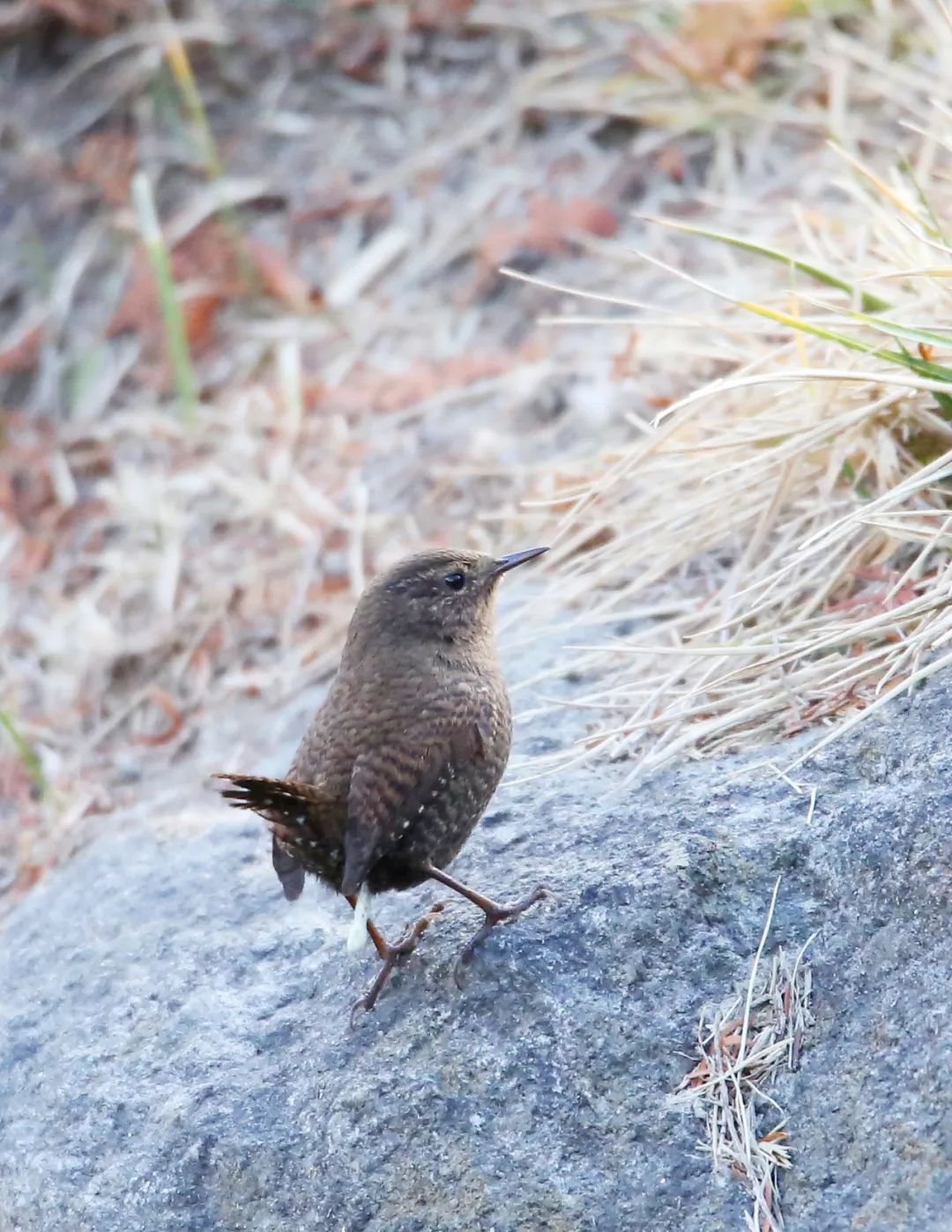 birdWatching