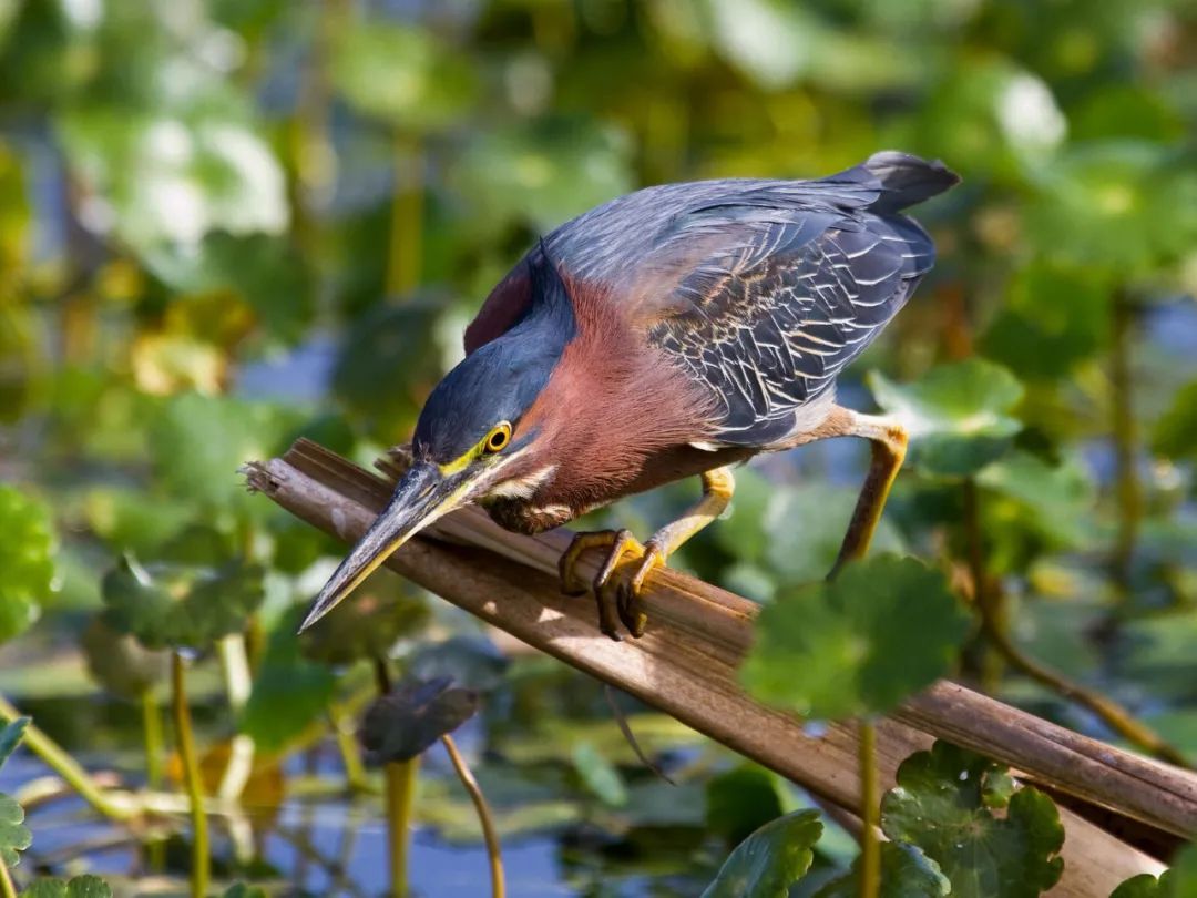birdWatching
