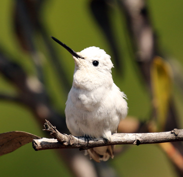 birdWatching