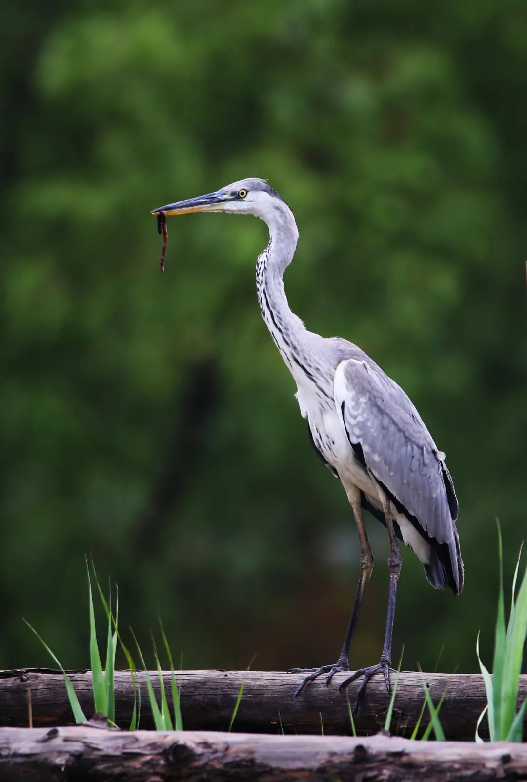 birdWatching