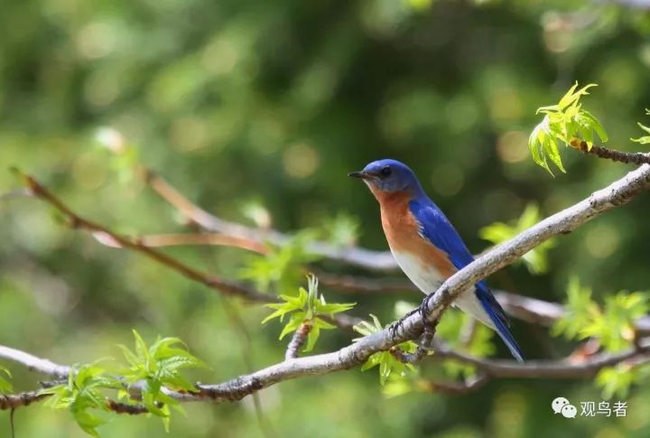 birdWatching