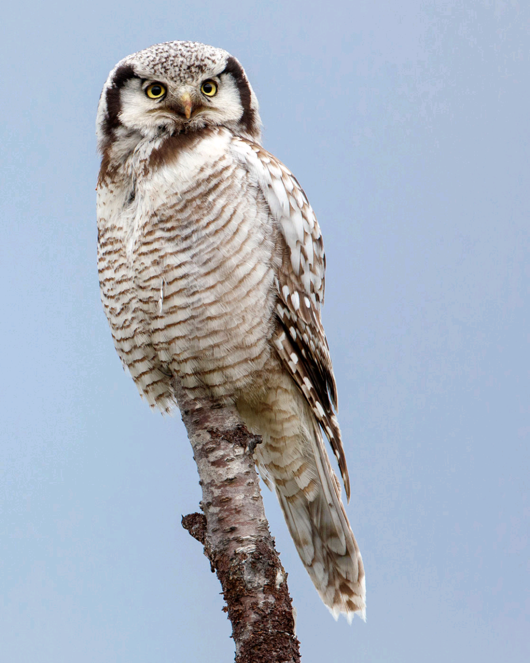 birdWatching