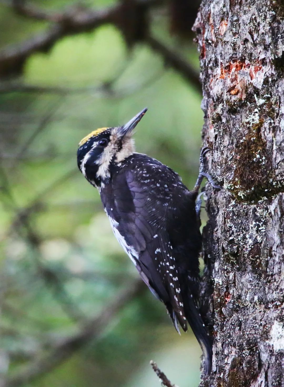 birdWatching