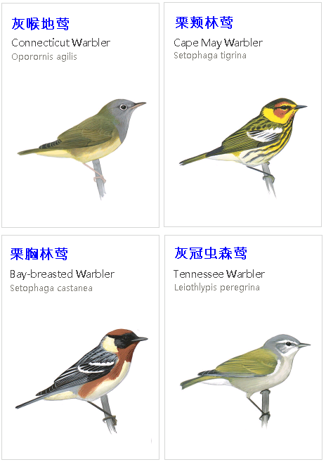 birdWatching