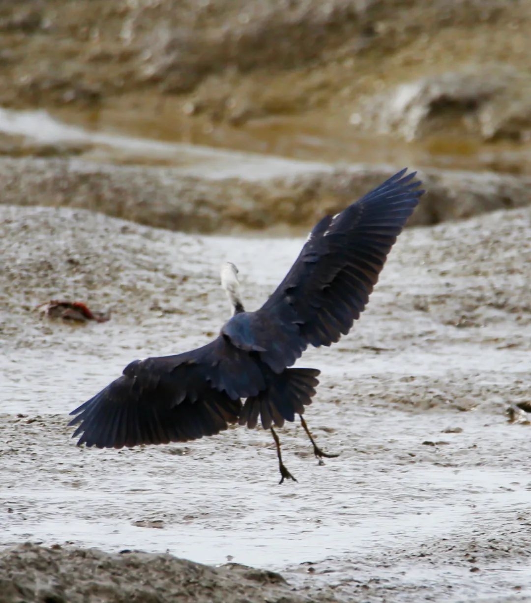 birdWatching