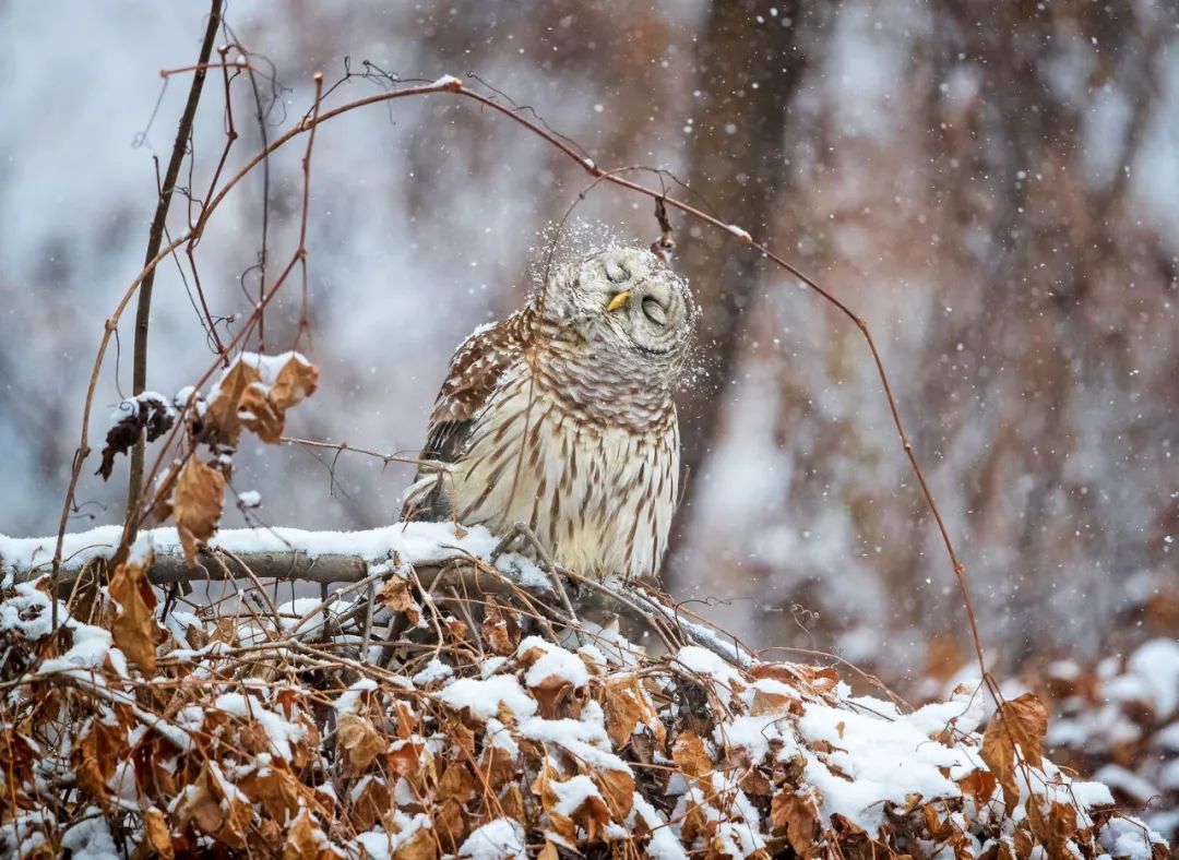 birdWatching
