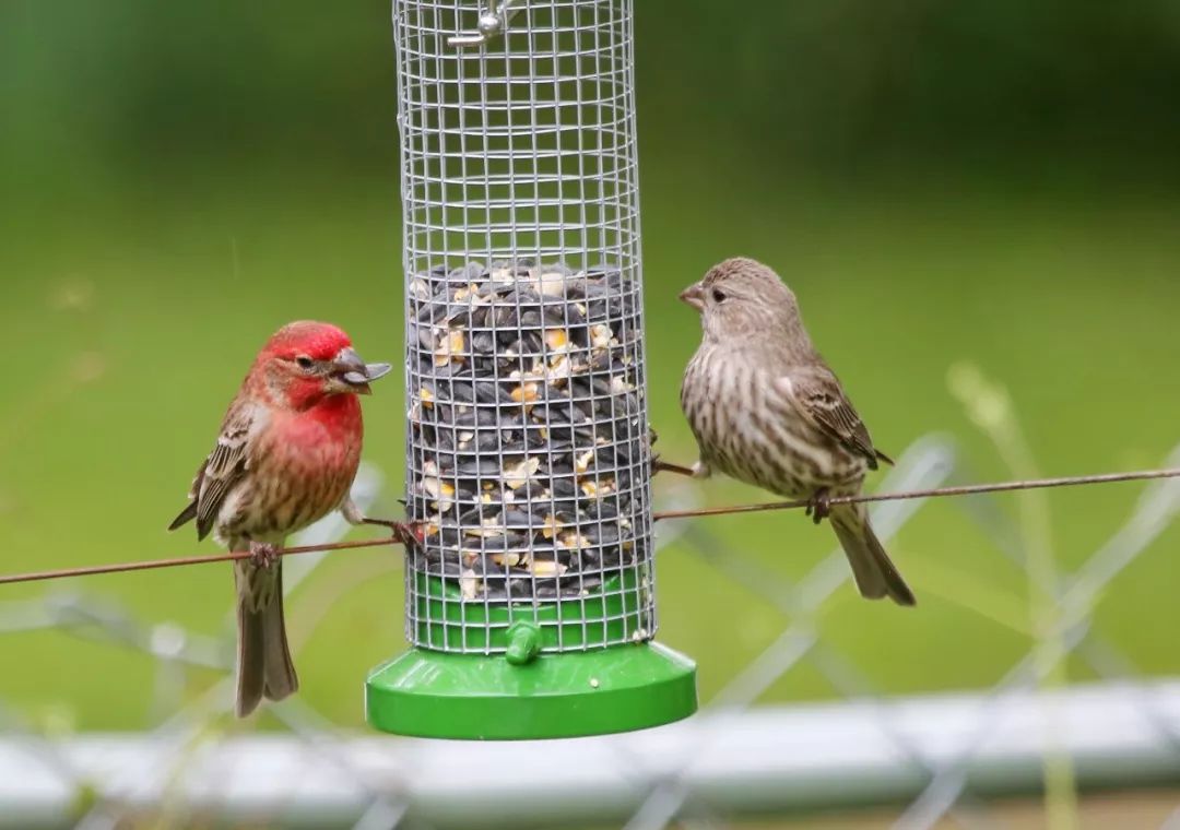 birdWatching