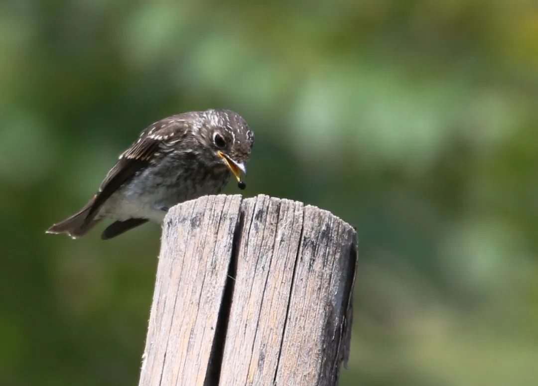 birdWatching