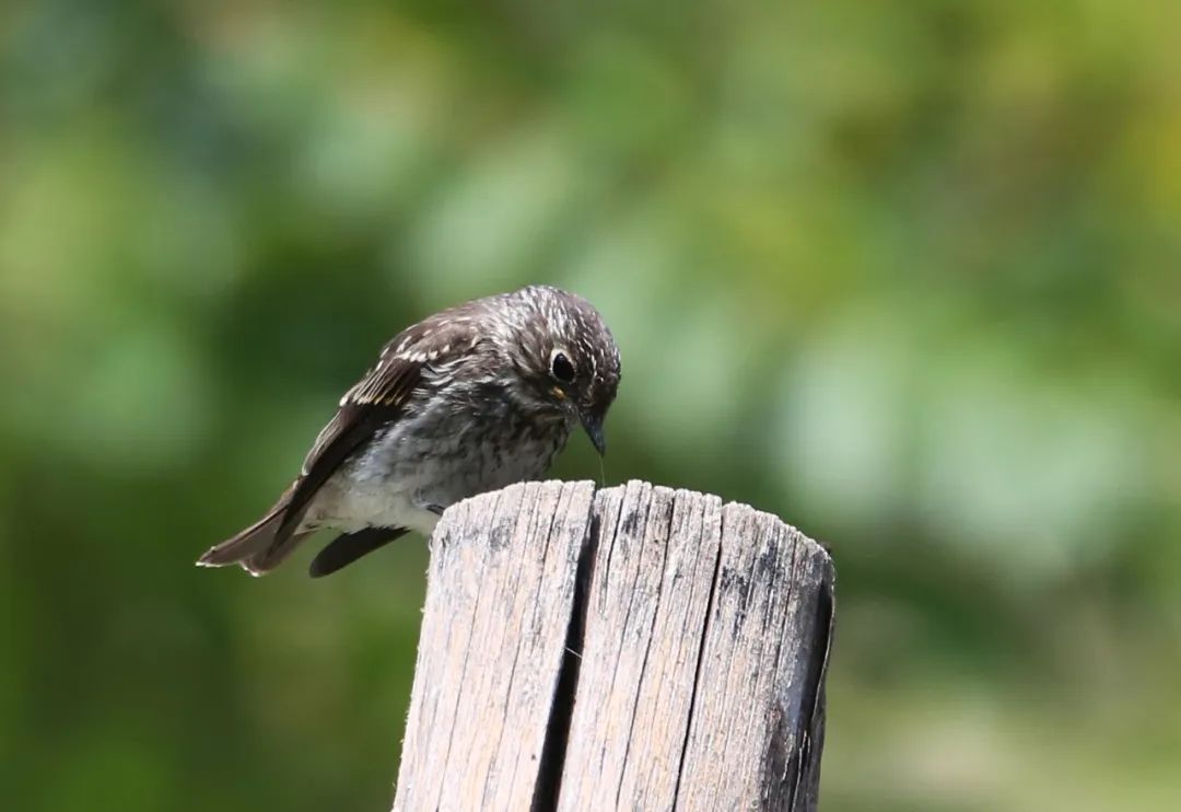 birdWatching