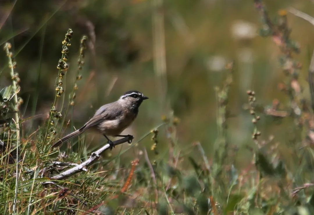 birdWatching