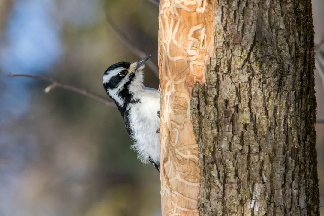 birdWatching