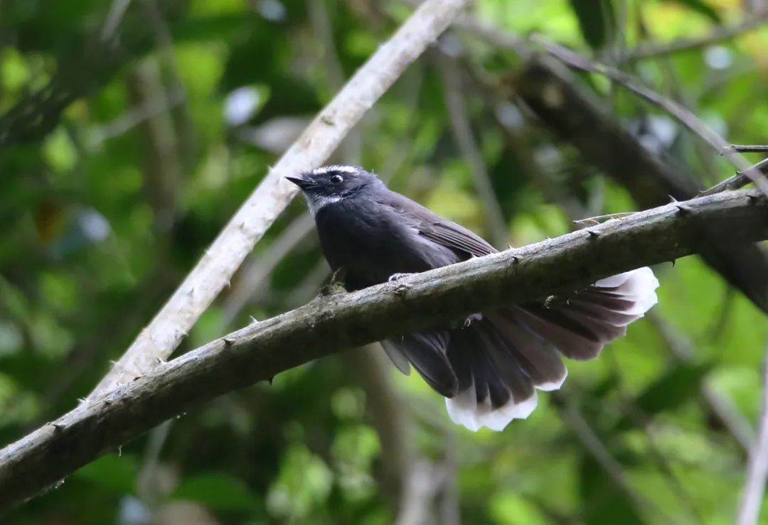 birdWatching
