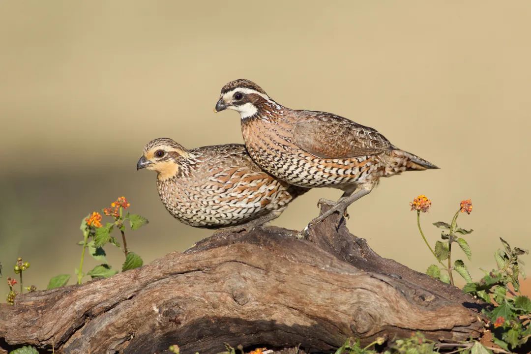 birdWatching
