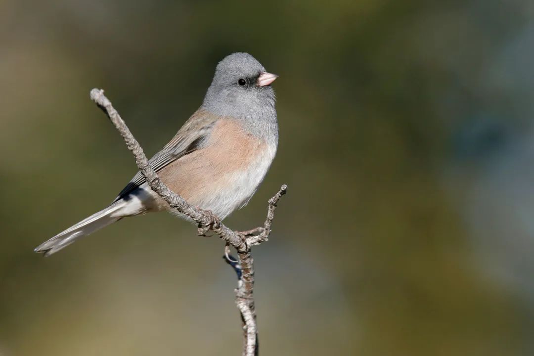 birdWatching