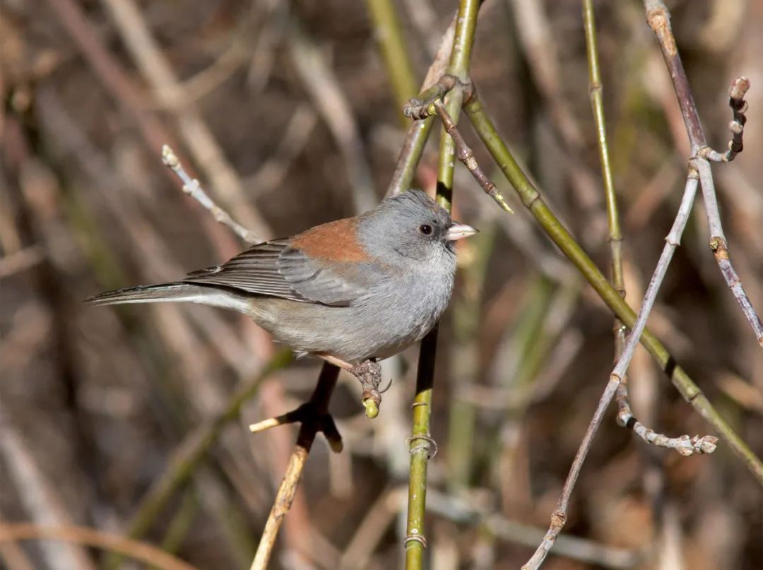 birdWatching