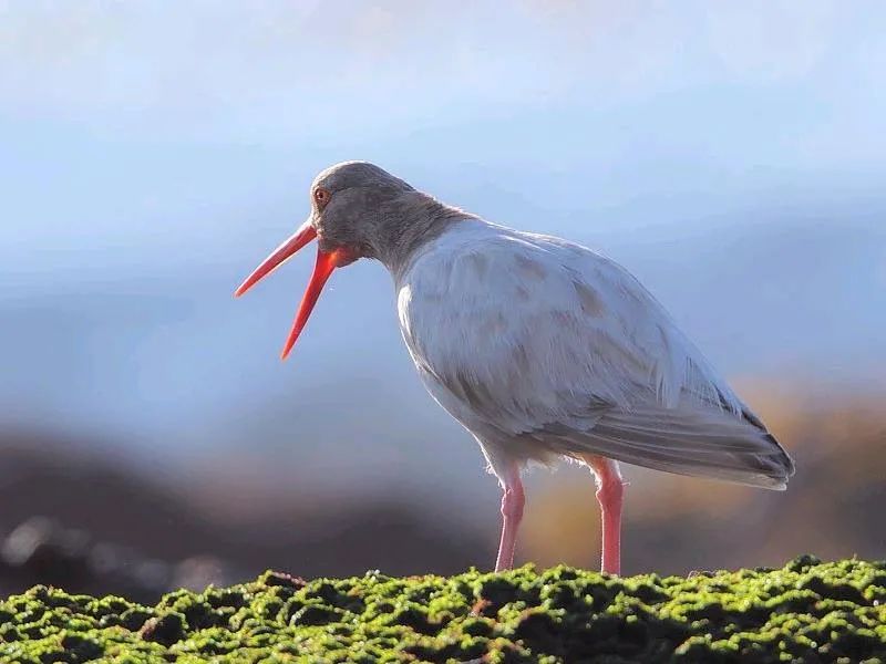 birdWatching