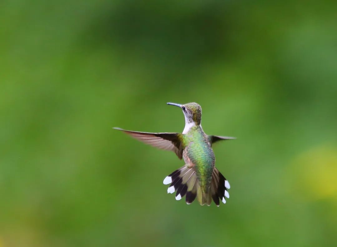 birdWatching