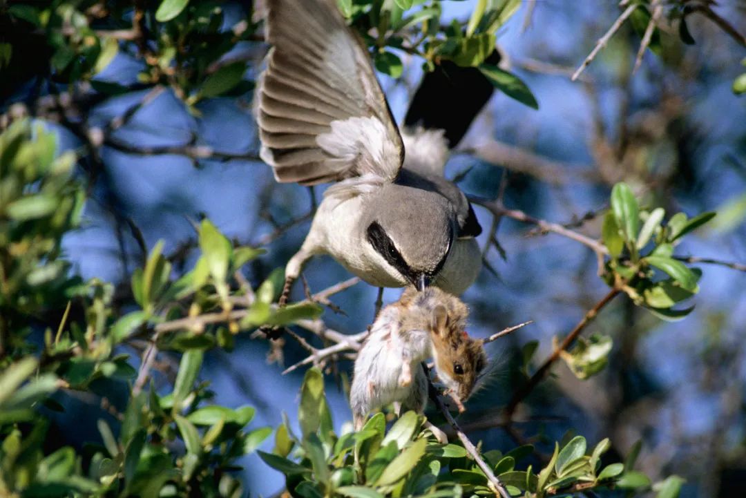 birdWatching