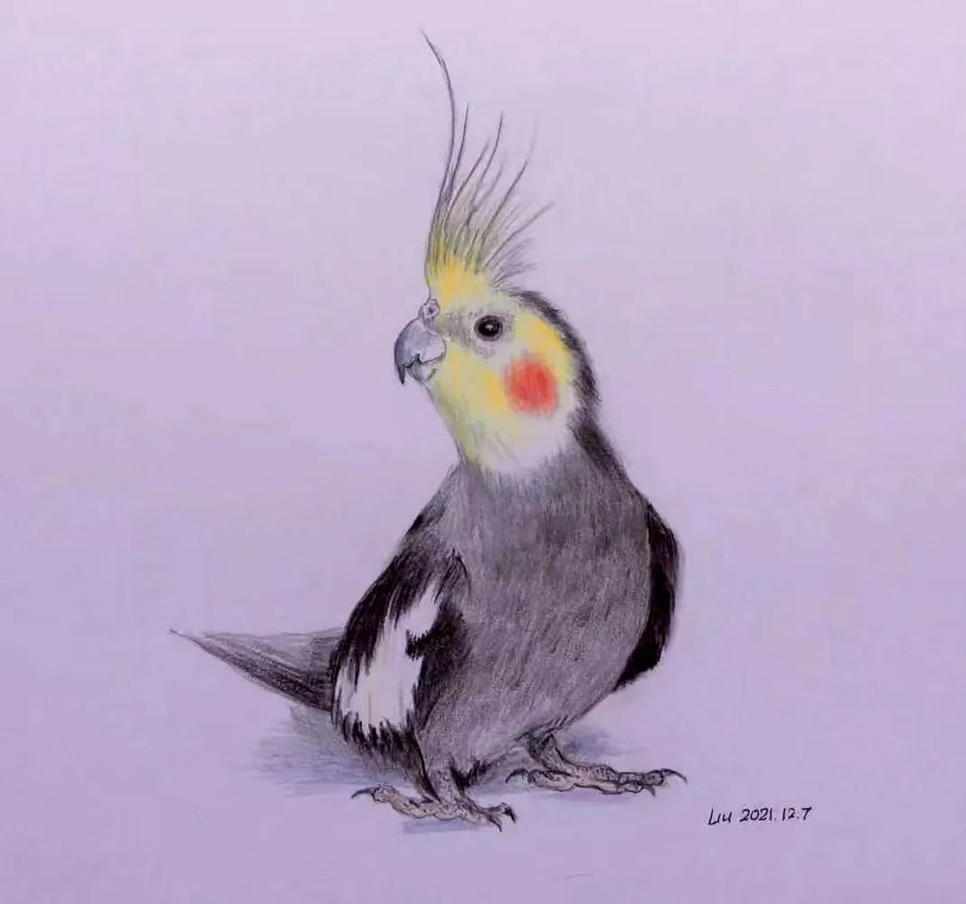 birdWatching