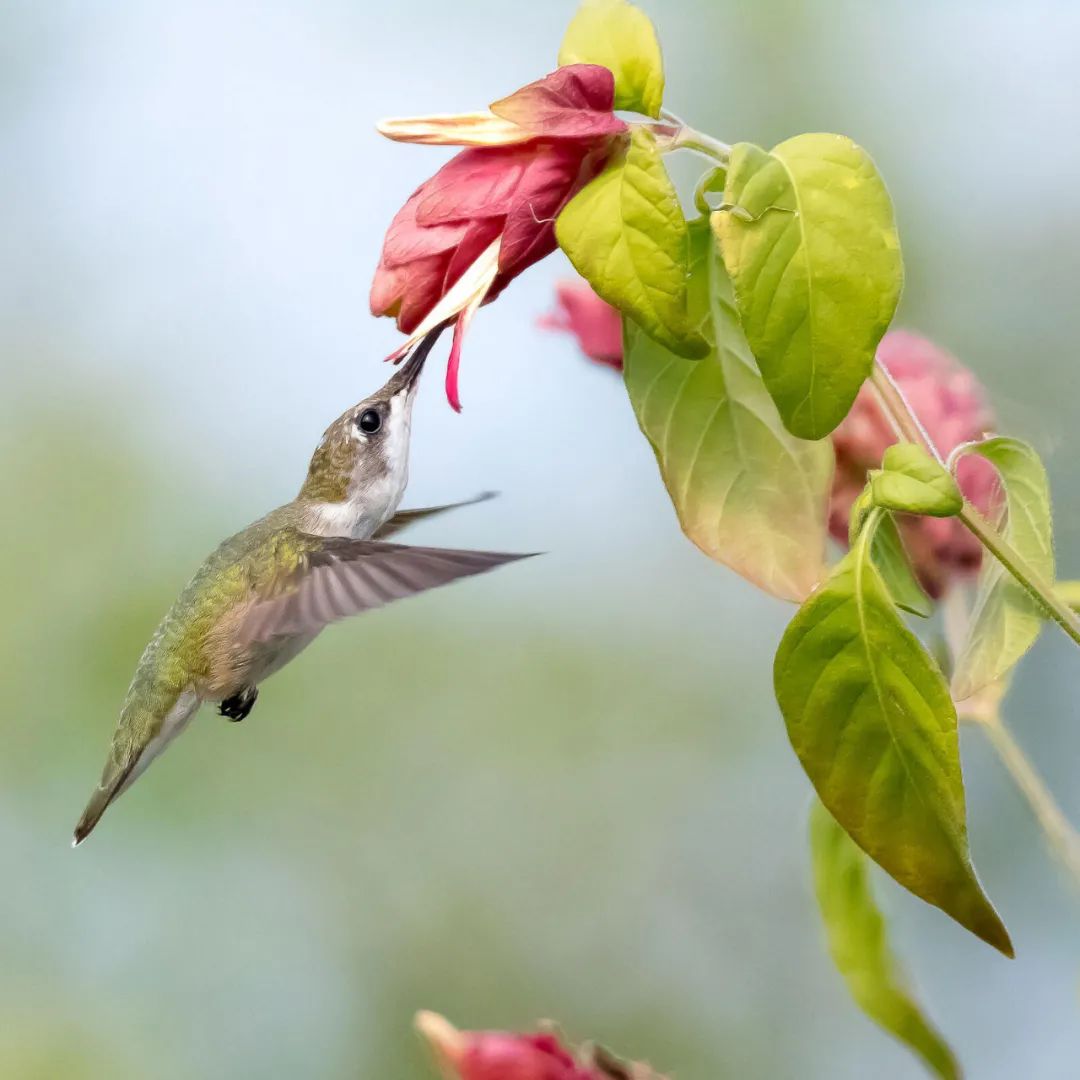 birdWatching