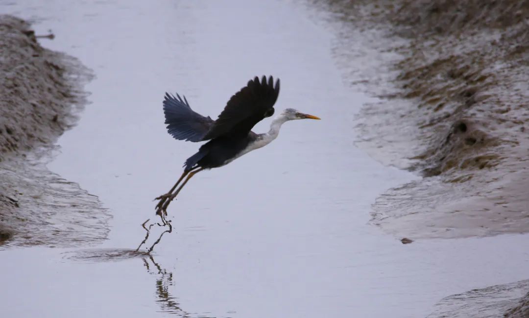 birdWatching