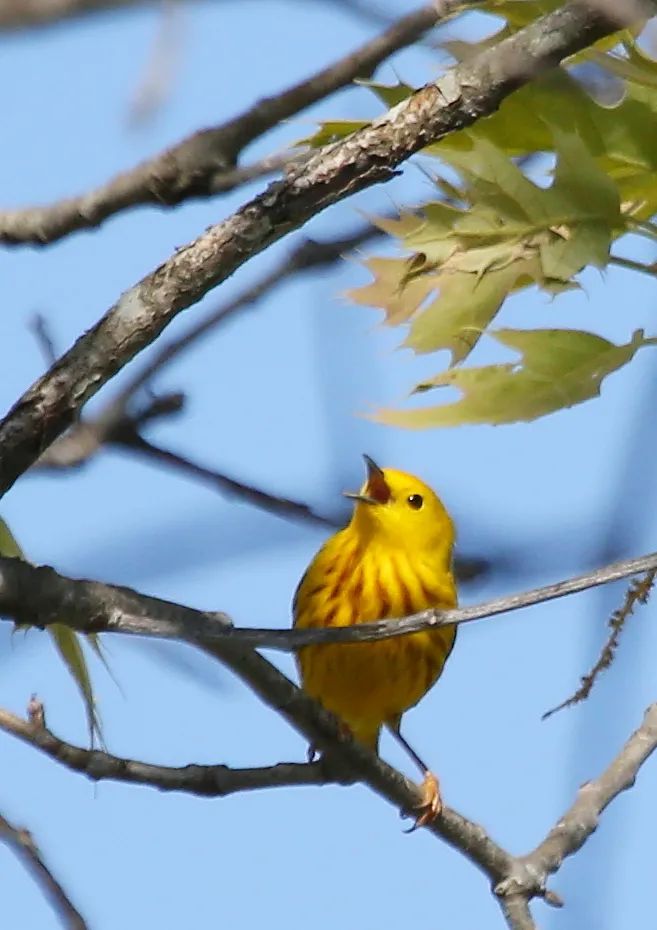 birdWatching