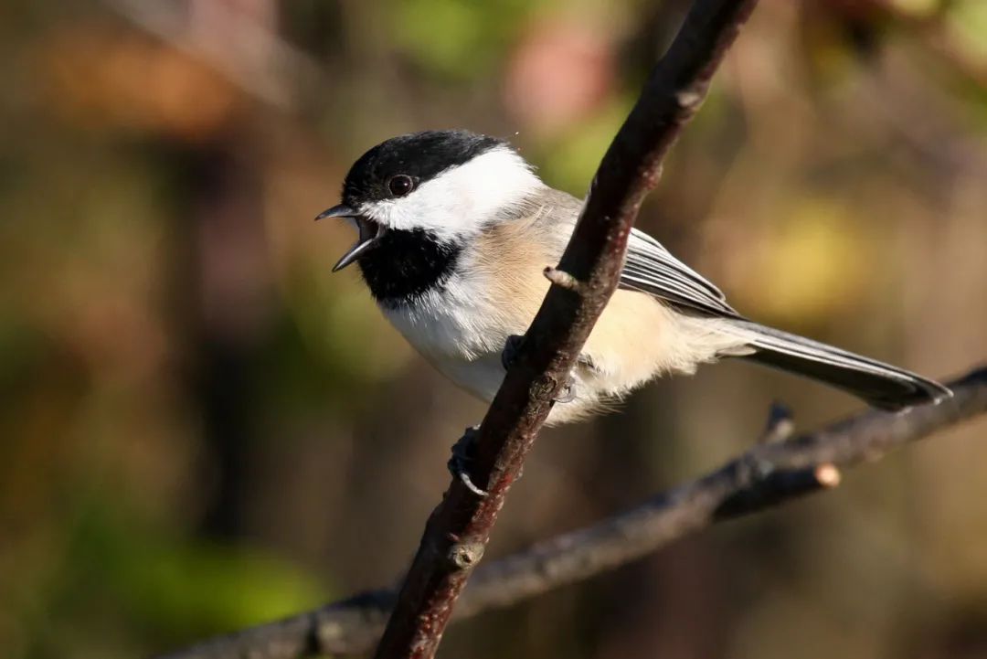 birdWatching