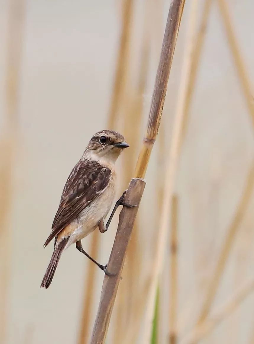 birdWatching