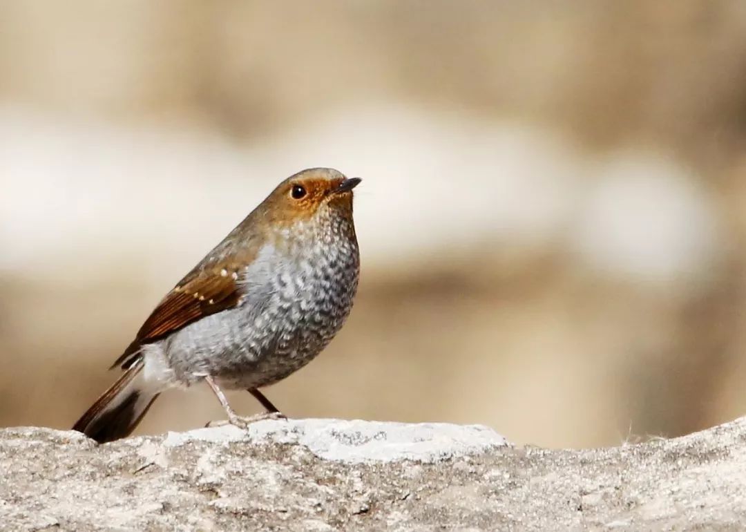 birdWatching
