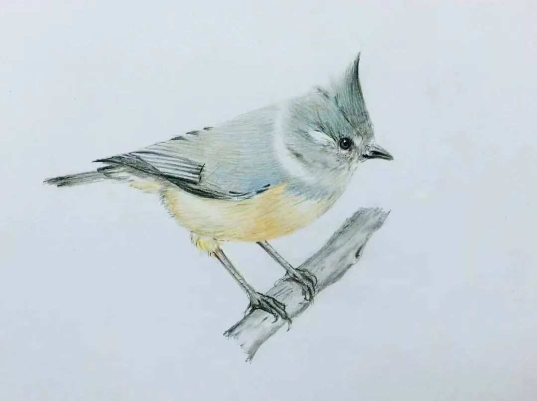 birdWatching