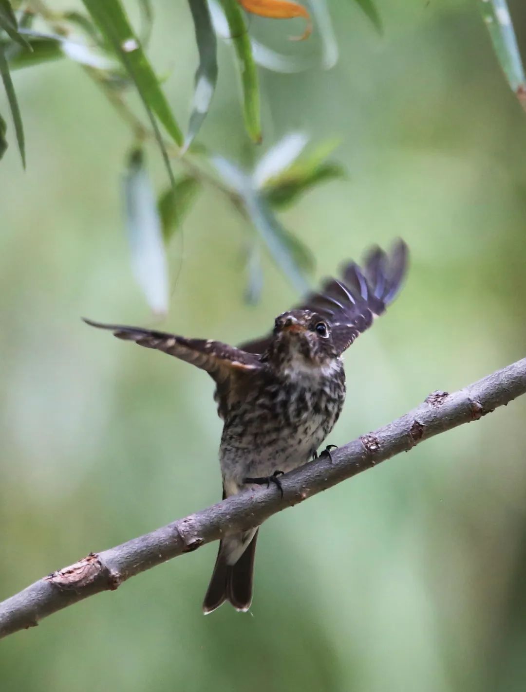 birdWatching