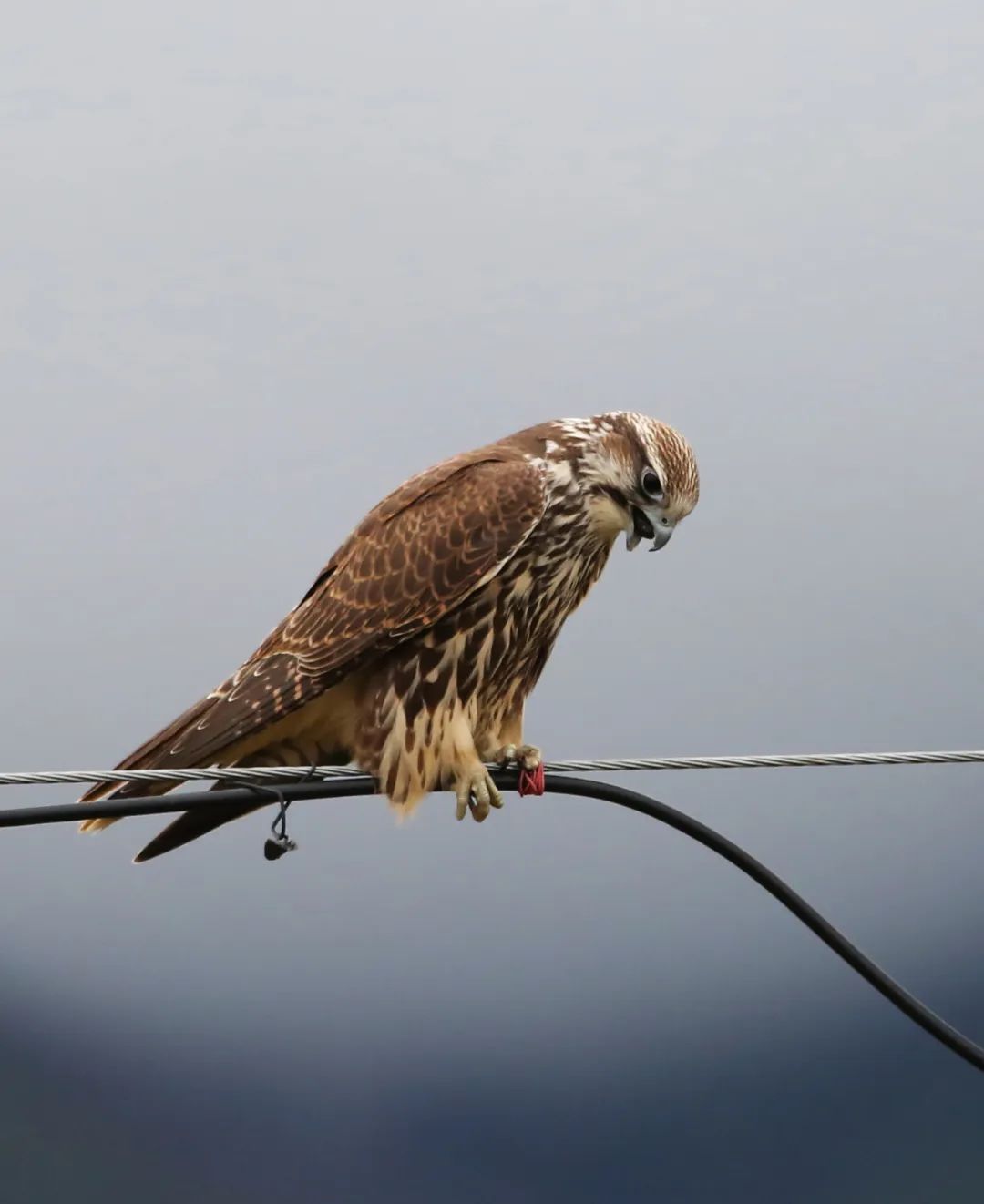 birdWatching